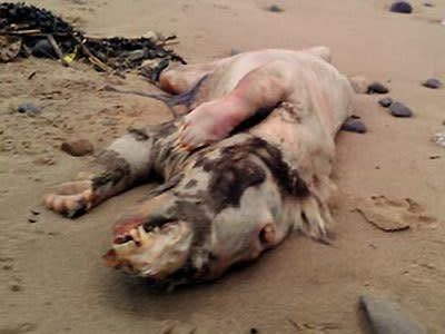 <p>Mystery 'beast' washes up on Wales coast. Picture Facebook/Peter Bailey</p>