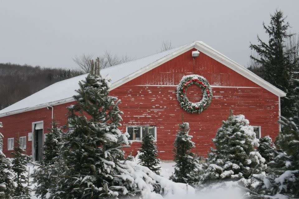 Maine: Piper Mountain Christmas Trees, Newburgh Village