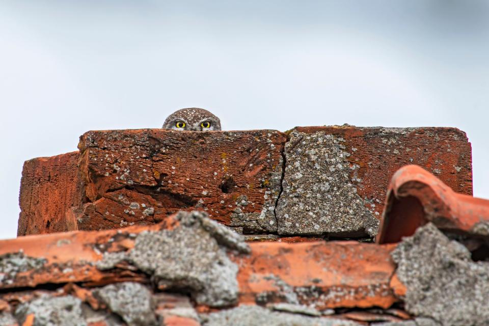 An owl peeks out from behind a brick