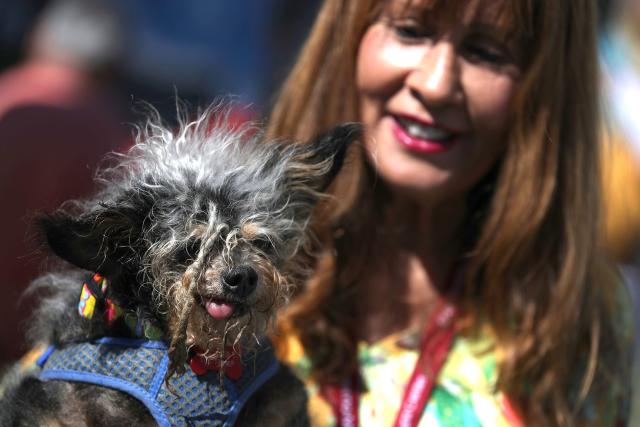 ugliest dog in the world 2010