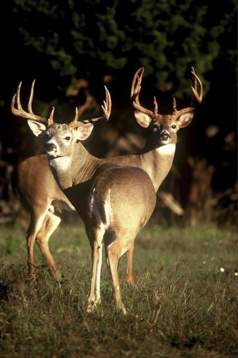 Deer: No other mammal can naturally regenerate any lost organ, let alone anything as large and complex as an antler.