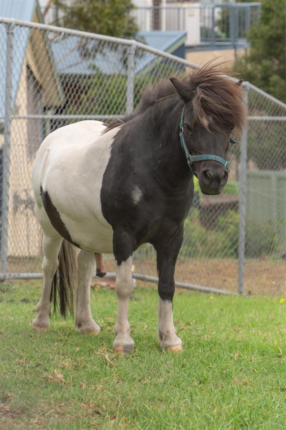 Charlie the miniature horse is also up for adoption.