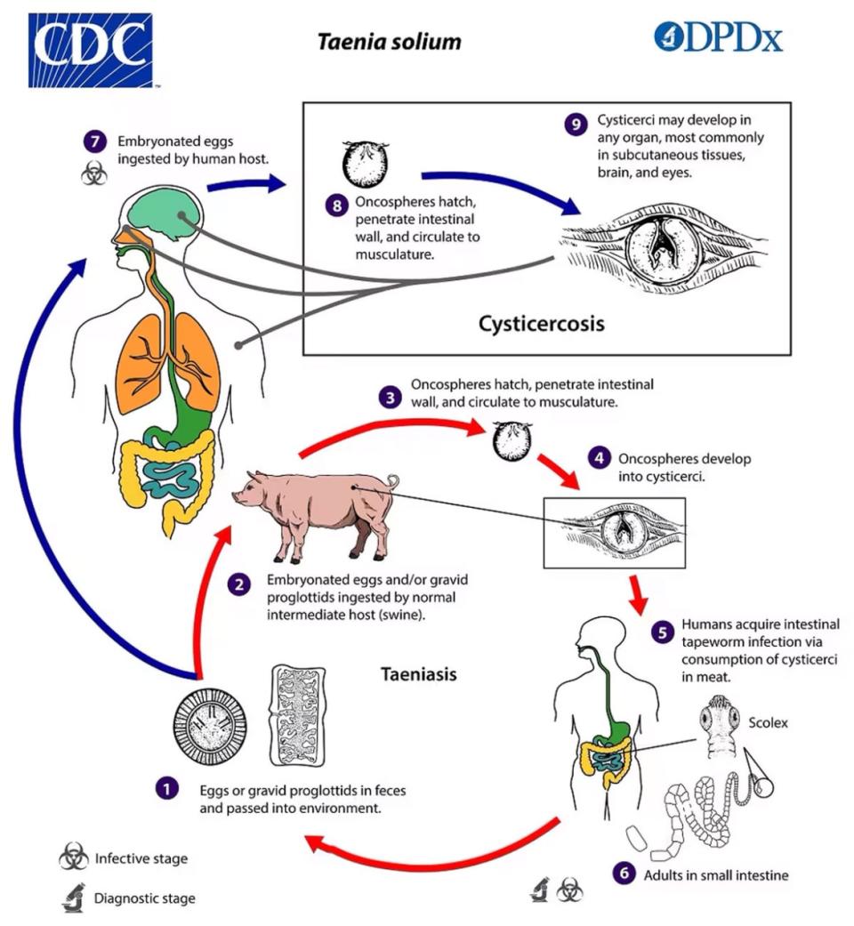 This illustration depicts the life cycle of different species of Taenia spp. 