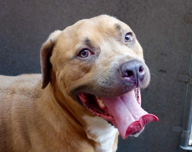 <p>Rocky Road is a good boy who's about 18 months old. He's good with kids and cats.</p> <p>Rocky Road is available for adoption through <a href="https://www.facebook.com/NYCACC">Animal Care Centers of &nbsp;NYC</a>. <a href="http://www.adoptapet.com/pet/13635995-new-york-new-york-american-staffordshire-terrier-mix">Here's Rocky Road's adoption listing</a>.</p>