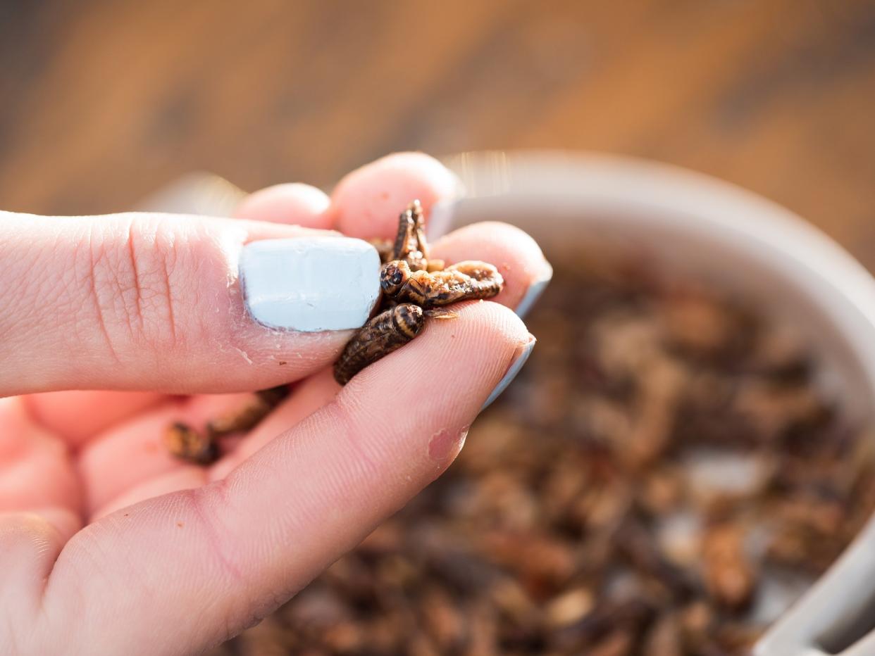 The global edible insect market is set to exceed $500m by 2023: Eat Grub