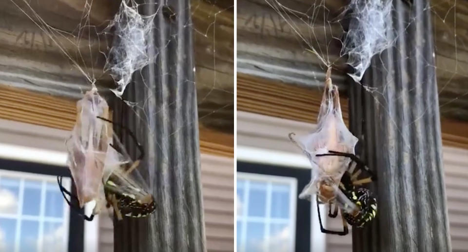 Giant spider's fast reactions being fed grashopper in Georgia, US