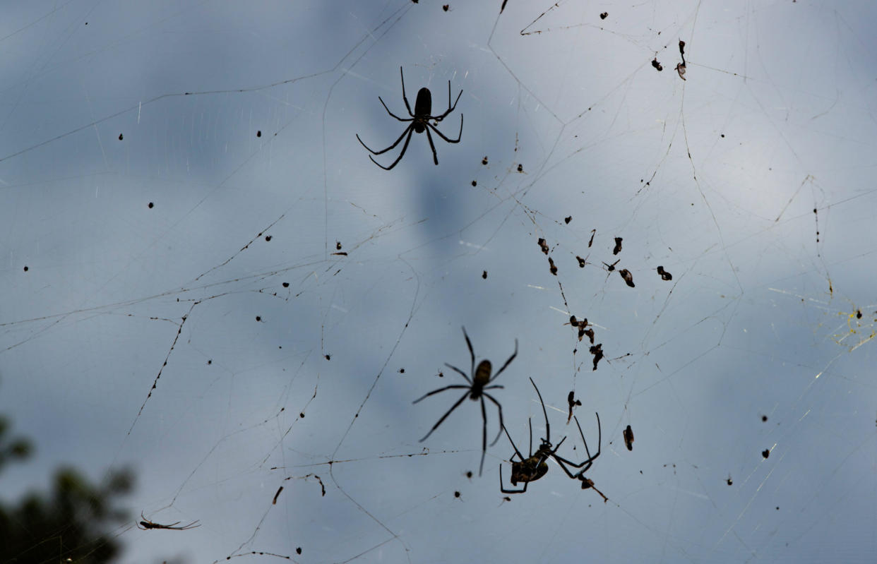 Eine Urlauberin entdeckt auf Bali ein gigantisches Spinnennetz. (Bild: Getty Images