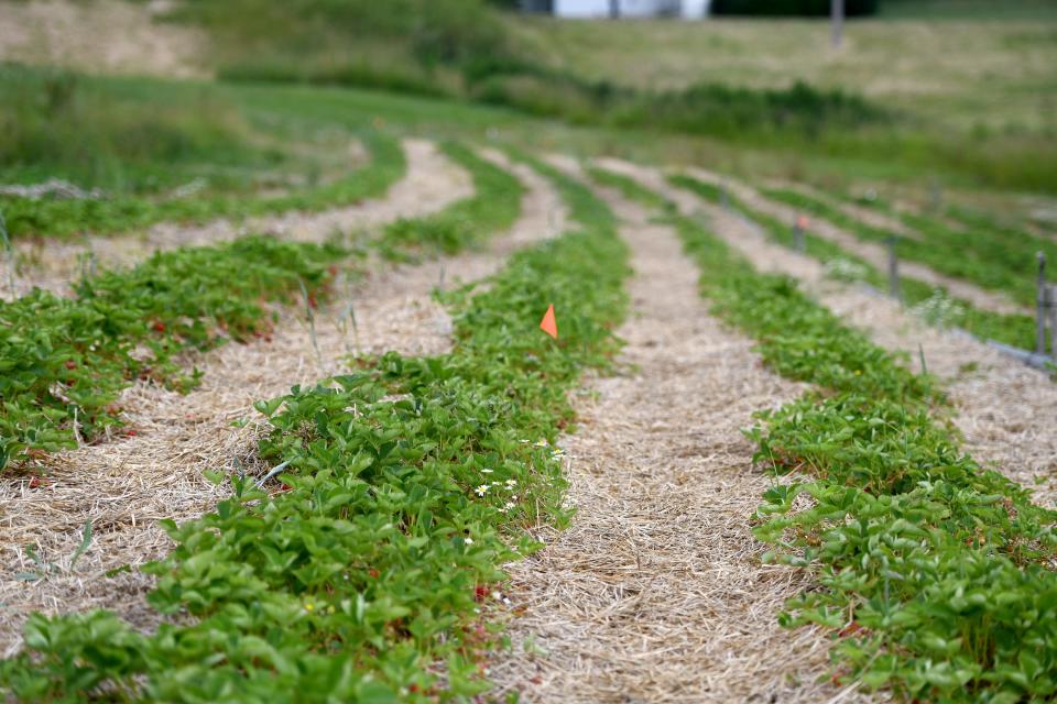 Many Northeast Ohio farms are struggling to produce strawberries this year because of drought conditions. Isaac Yoder, the owner of Sunny Slope Orchard in Tuscarawas County, said that his strawberry crops this year are only about 60% to 70% as large as the crop in years past.