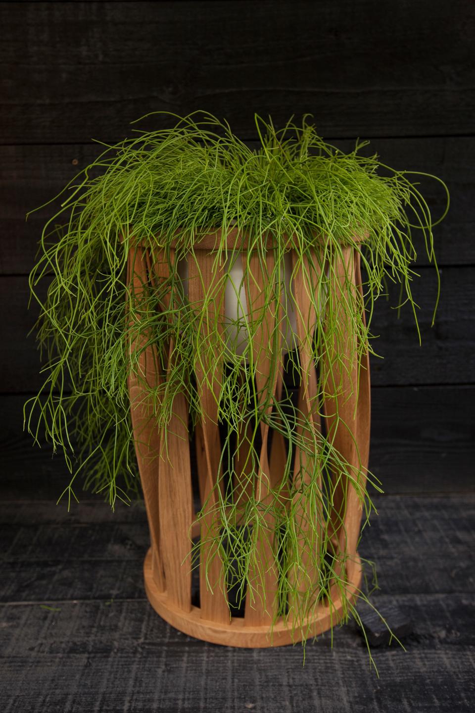 Tom Raffield's hand-shaped standing planter (the Merryn), made in his studio surrounded by six acres of ancient woodland in Cornwall.