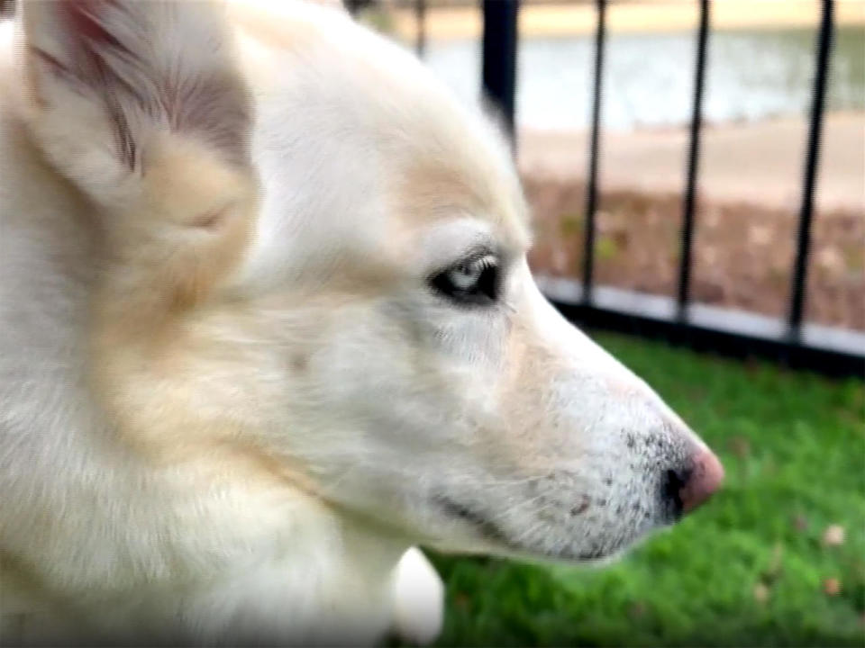 Gaia, a nine-year-old Husky.  / Credit: CBS News