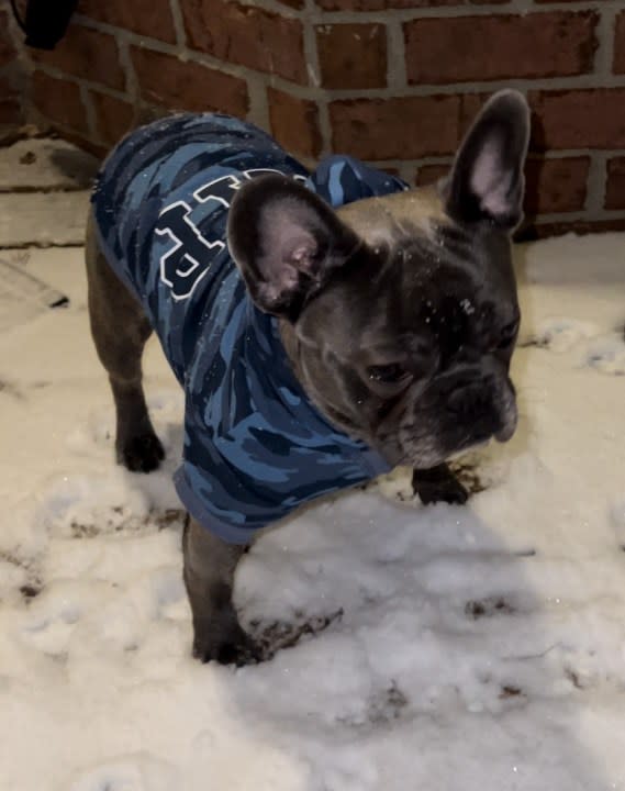 Blue is enjoying the snow in Nolensville (Courtesy: Melissa Nance)