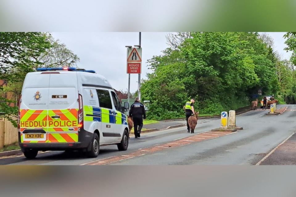 South Wales Argus: Donkey being escorted home by officers, with police van nearby