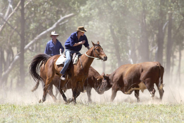 Prince Harry Steps Out to a Fort Worth Rodeo in Cowboy Boots