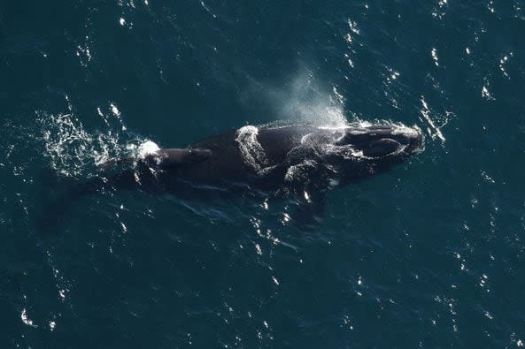 Image provided by the FWC Fish and Wildlife Research Center. Two newborn right whale calves were spotted NYE 2023, near Amelia Island and Nassau Sound.