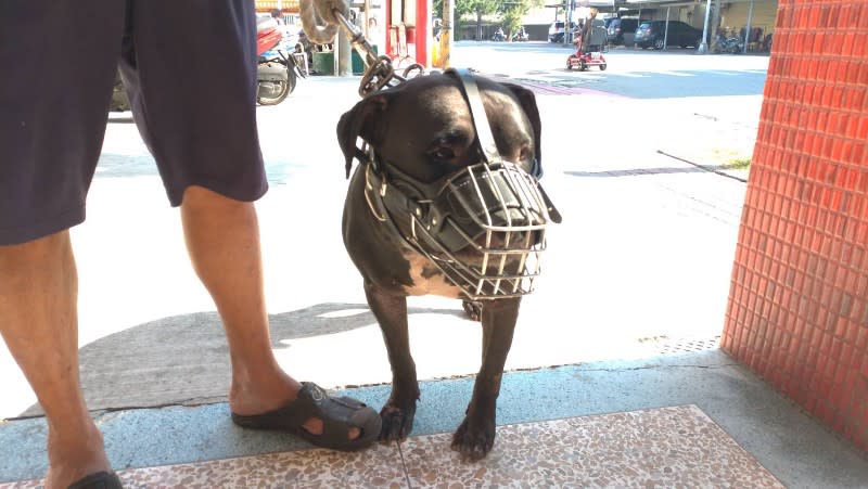 寵物登記＝申報備查！合法續養比特犬速辦登記