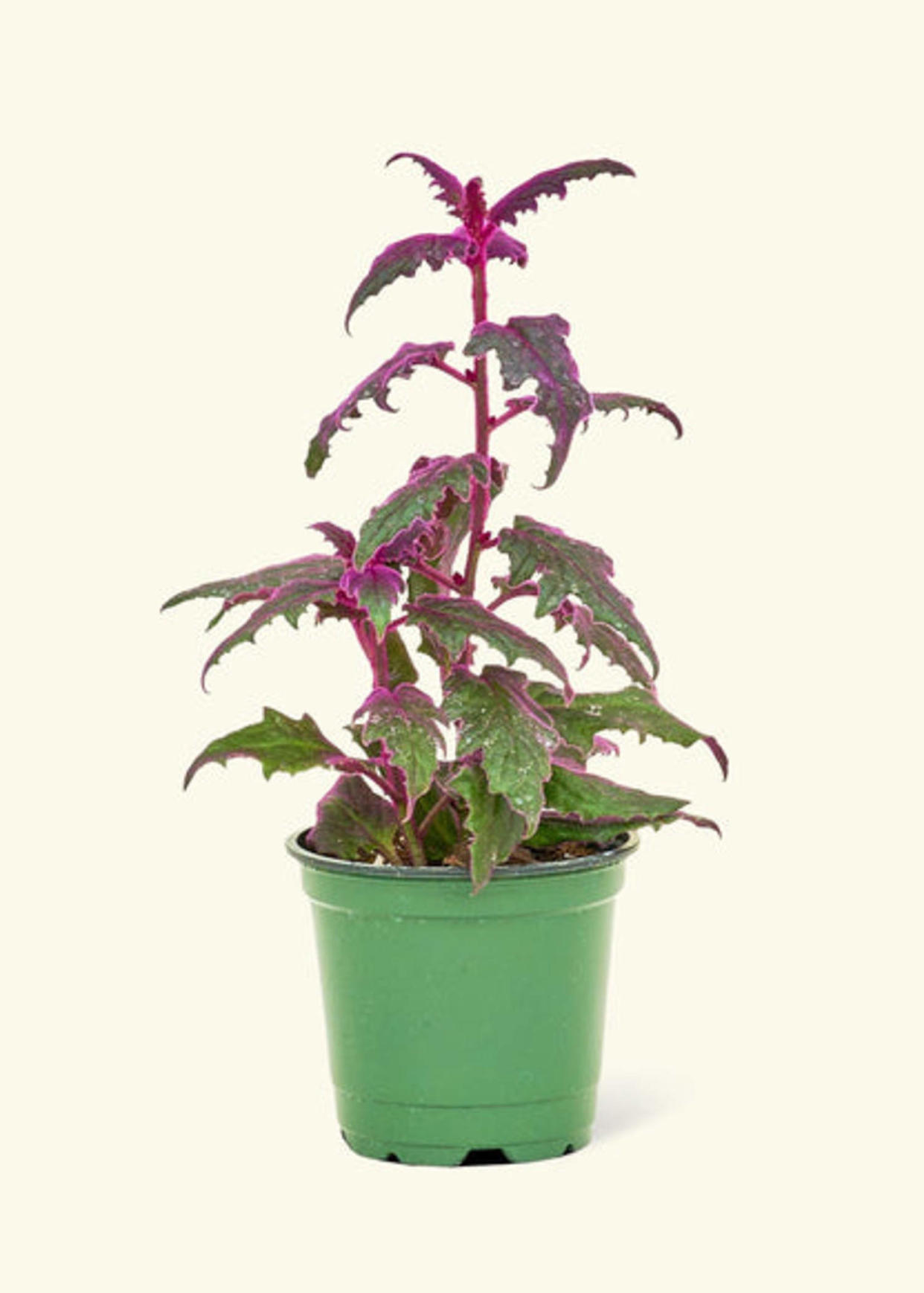 Purple Passion Plant (DIFFBOT)