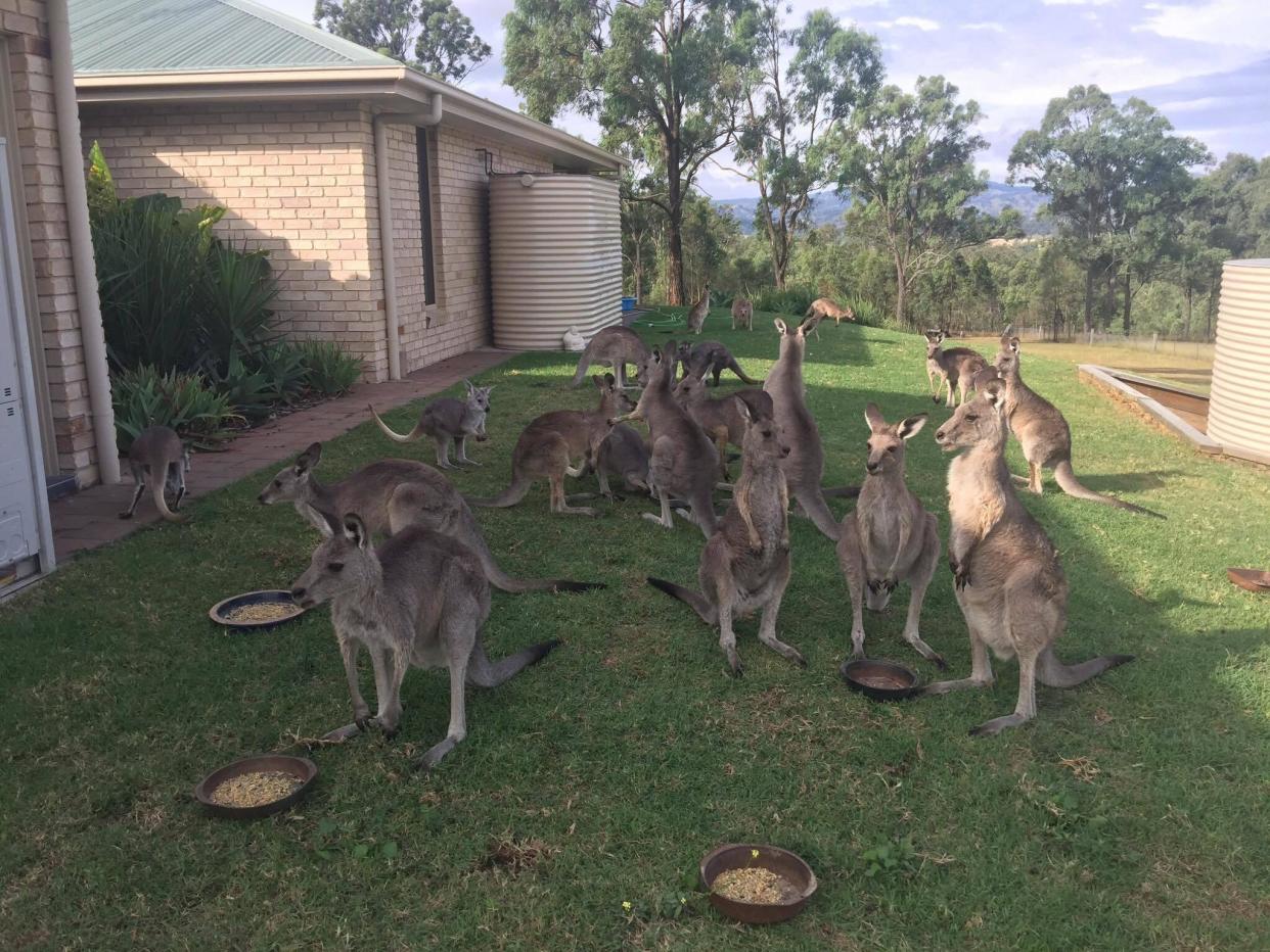 The already controversial legal culling ordered by the national parks is amplified by the numbers of farmers and hunters shooting the animals illegally: photographs by Upper Hunter Valley Wildlife Aid