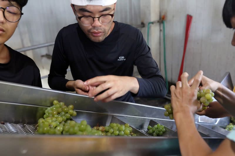 Staffs prepare fresh harvest grapes into the processer to make wine at Shu Sheng Leisure Domaine in Taichung