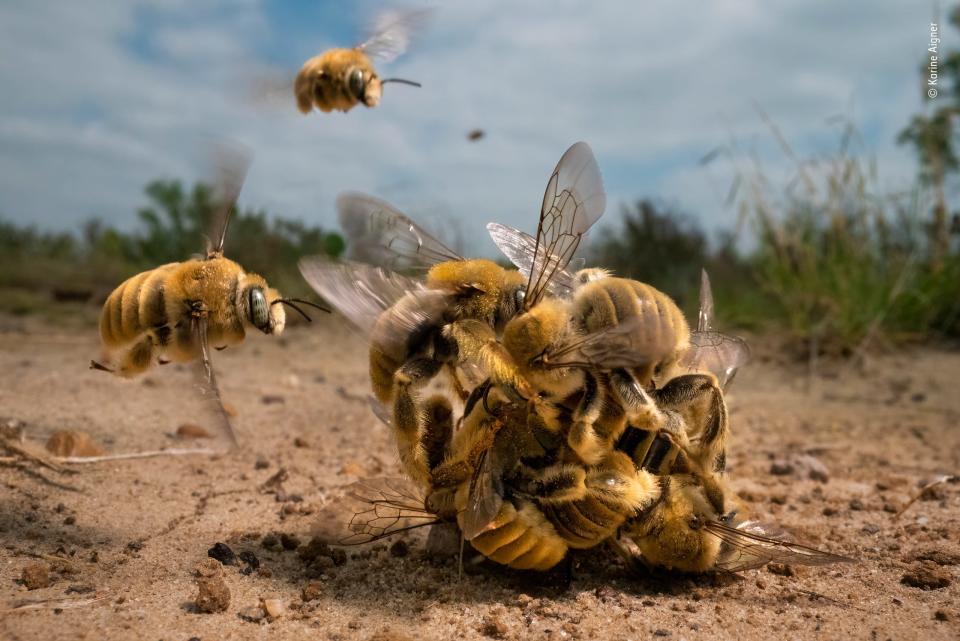 The Big Buzz, by Karine Aigne won the Grand Title in 2022 London Natural History Museum’s Wildlife Photographer of the Year Competition.