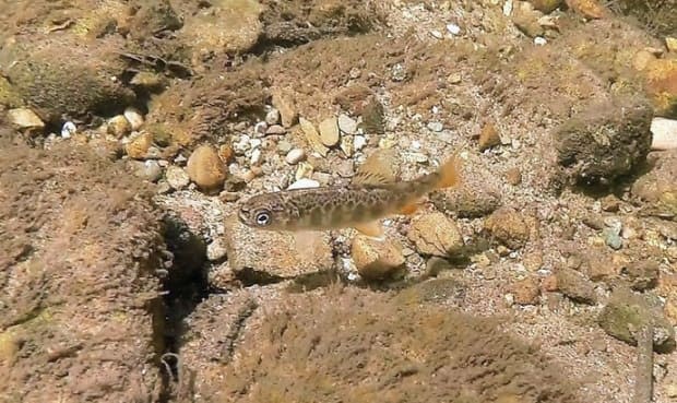 A wild Brook trout fry. Brook trout are highly sensitive to water temperature, oxygen levels and pollutants. The presence of Brook trout is often an indicator of a healthy coldwater river or stream.