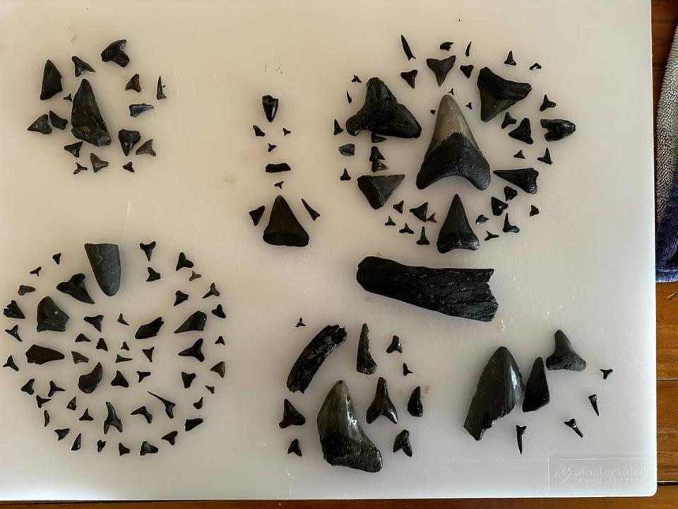 Shark teeth splayed out after an excursion with Daufuskie Transit, which takes groups out along the Savannah River to find shark teeth on South Carolina’s southeast coast.