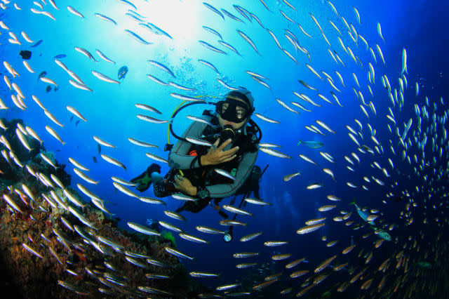 Scuba diving with fish on coral reef