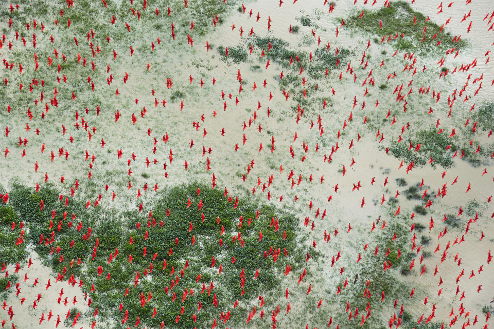 <p>Amazon — paradise threatened: Scarlet ibises fly above flooded lowlands, near Bom Amigo, Amapá, Brazilian Amazon, Feb. 5, 2017.<br>After declining from major peaks in 1995 and 2004, the rate of deforestation in the Brazilian Amazon increased sharply in 2016, under pressure from logging, mining, agriculture and hydropower developments. The Amazon forest is one of Earth’s great ‘carbon sinks,’ absorbing billions of tonnes of carbon dioxide each year and acting as a climate regulator. Without it, the world’s ability to lock up carbon would be reduced, compounding the effects of global warming. (Photo: Daniel Beltrá) </p>