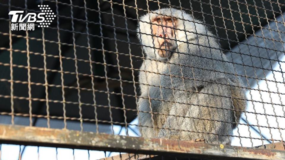 德國動物園宣布將撲殺半數的狒狒。（示意圖／Shutterstock達志影像）