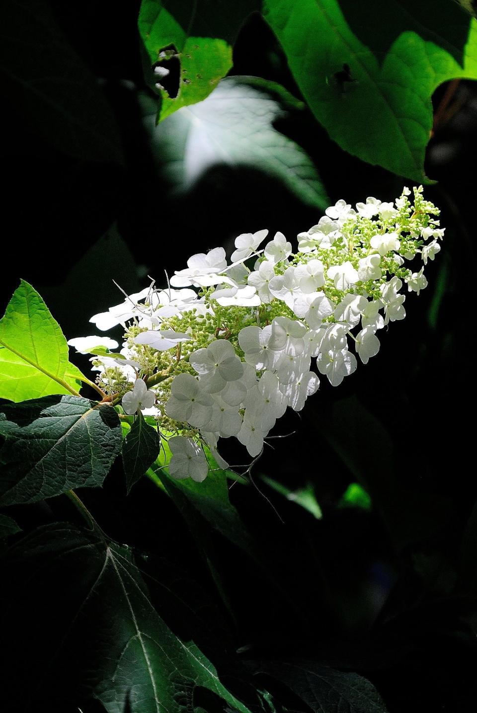 In the landscape hydrangeas rule like royalty varieties of native oakleaf like Gatsby Gal, Gatsby Moon and are always guaranteed to catch your attention even on a moonlit night.