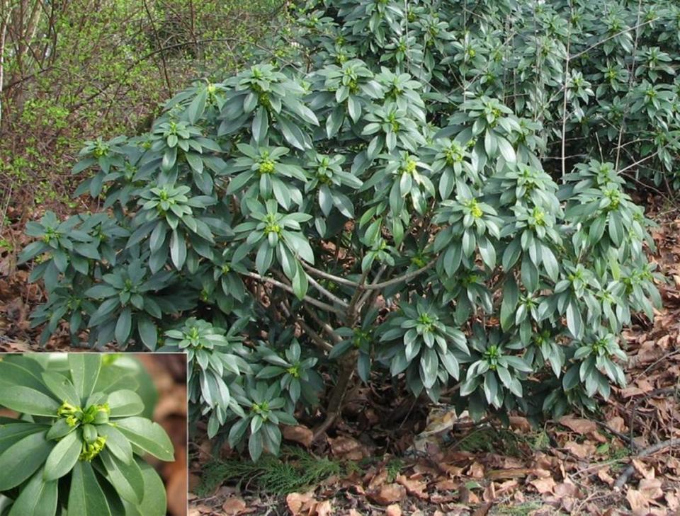 Spurge laurel crowds out native understory plants in forests, and is poisonous to people, cats and dogs.