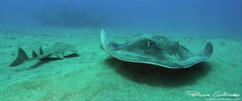 angel shark