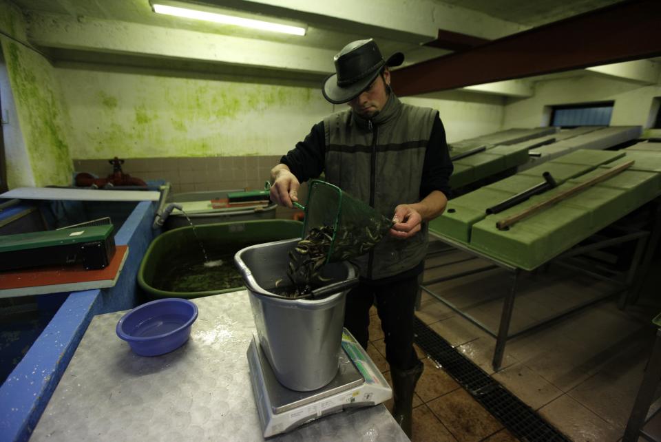 A fishermen weighs salmon fry in a hatchery near the German town of Nuestadt