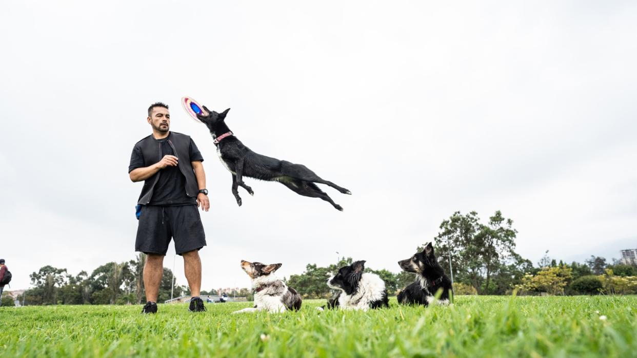 a dog jumps over three other pups while catching a frisbee during a training session