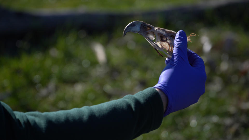 A gloved hand holds the skull of a wedge tailed eagle. 