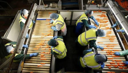 Workers sort carrots at Poskitts farm in Goole, Britain May 23, 2016. REUTERS/Andrew Yates