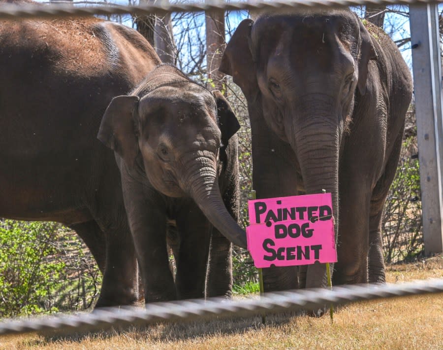 Animal enrichment at the Oklahoma City Zoo. Image courtesy Oklahoma City Zoo and Botanical Garden.