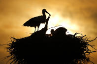 <p>A stork nest at the LIPU Stork Centre in Racconigi, near Cuneo, Italy, on June 9, 2017. (Photo: Marco Bertorello/AFP/Getty Images) </p>