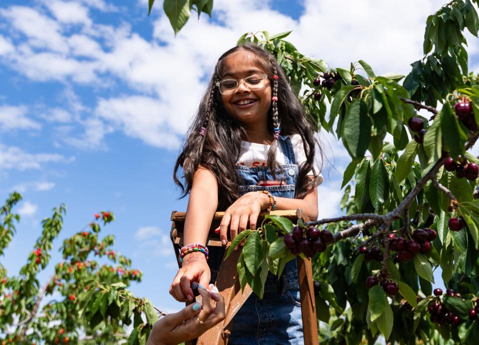 Maahi Rana, 9, of Des Plaines, Illinois, hands cherries she picked to her sister, Archi, at Choice Orchards on July 6, 2023, in Sturgeon Bay, Wis.