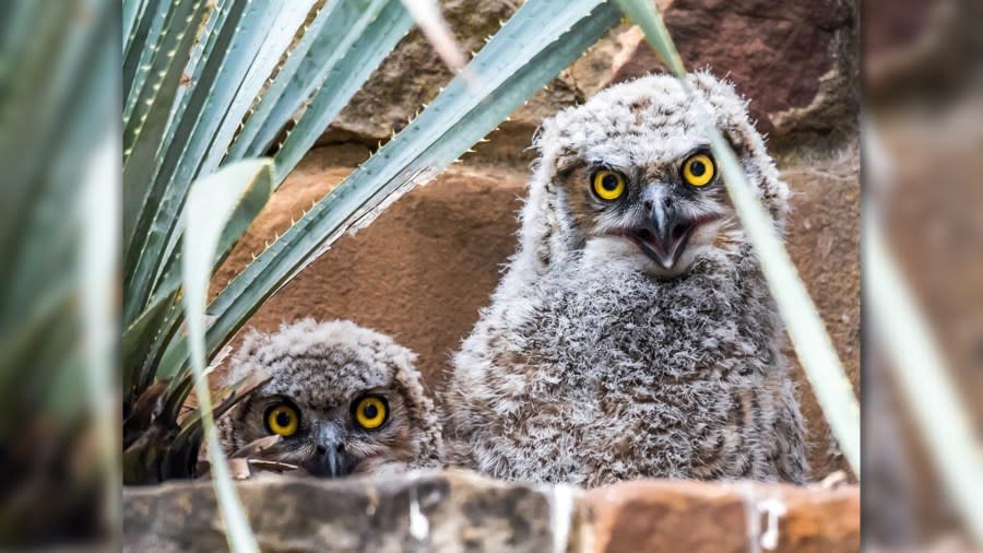 Two owlets nested at the Lady Bird Johnson Wildflower Center (Lady Bird Johnson Wildflower Center photo taken by Bill J. Boyd)