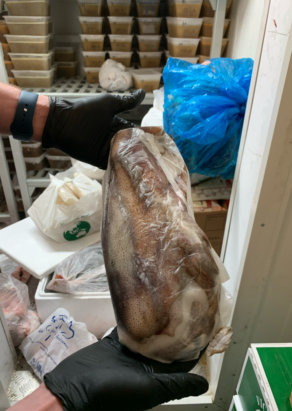 Close up of a squid with stacked up take-away portions of food in the background inside a freezer.