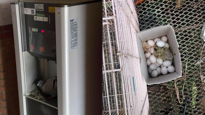 有學生發現，近日野鴿竟然在飲水機築巢下蛋。（圖／東華大學提供）