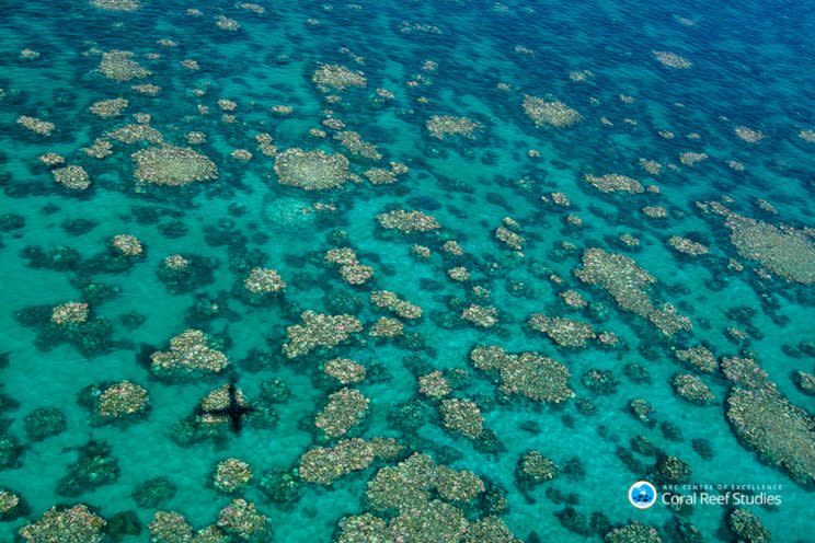 Two bleaching events in less than 12 months have damaged the Great Barrier Reef (ARC/ Ed Roberts)