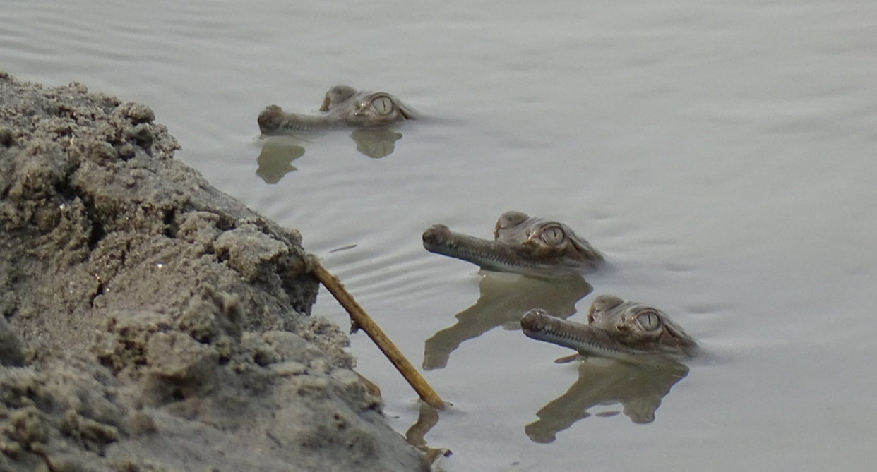 Three of the 160 gharial released in the Gandak River this year.