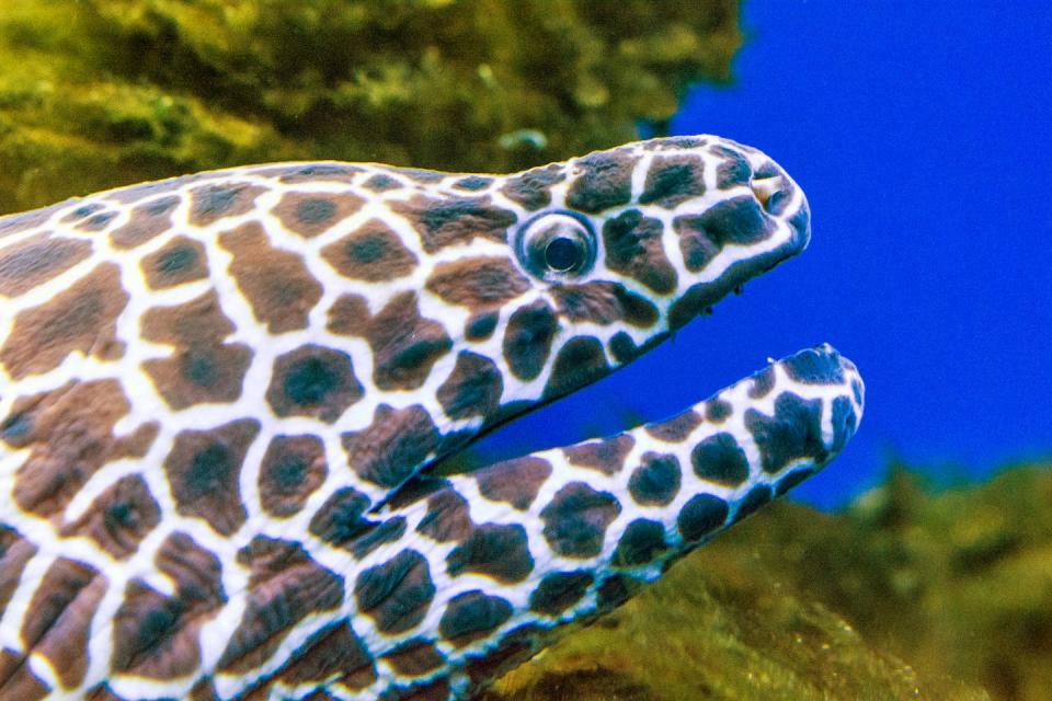 Moray eels have distinctive patterns on their skin. <a href="https://www.gettyimages.com/detail/photo/laced-leopard-moray-in-indian-ocean-during-a-scuba-royalty-free-image/1306632894" rel="nofollow noopener" target="_blank" data-ylk="slk:Asergieiev/iStock via Getty Images;elm:context_link;itc:0;sec:content-canvas" class="link ">Asergieiev/iStock via Getty Images</a>