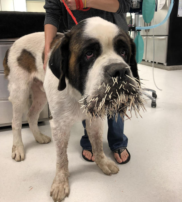 pitbull attacked by porcupine