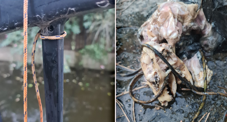 Cord tethered to the cage matched that which was wrapped around another possum's neck and head. Source: Supplied 