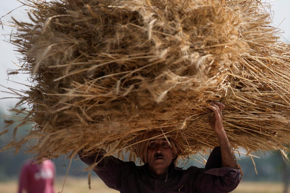 A farmer carries wheat crop after harvested on the outskirts of Jammu, India, Thursday, 28 April 2022 as record-shattering heat wave reduces country’s wheat yields (AP)