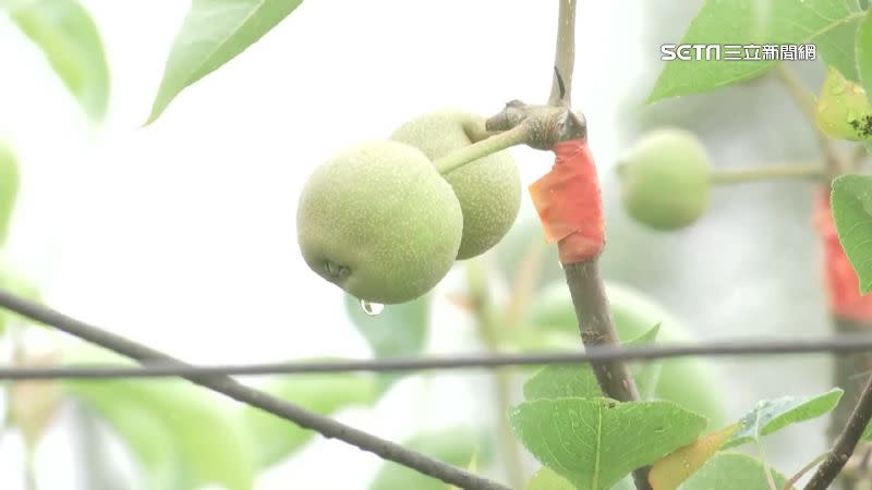 若近幾個月持續乾旱，今年水梨大小恐將縮水。