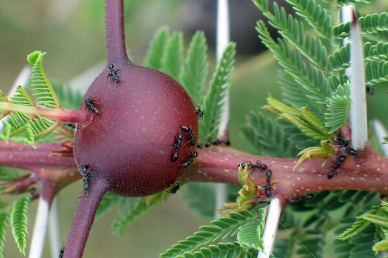 <span class="caption">Tetraponera leafcutter ants.</span> <span class="attribution"><a class="link " href="https://www.antwiki.org/wiki/File:Tetraponera_penzigi_Dino_Martins.jpg" rel="nofollow noopener" target="_blank" data-ylk="slk:Dino Martins;elm:context_link;itc:0;sec:content-canvas">Dino Martins</a>, <a class="link " href="http://creativecommons.org/licenses/by-sa/4.0/" rel="nofollow noopener" target="_blank" data-ylk="slk:CC BY-SA;elm:context_link;itc:0;sec:content-canvas">CC BY-SA</a></span>