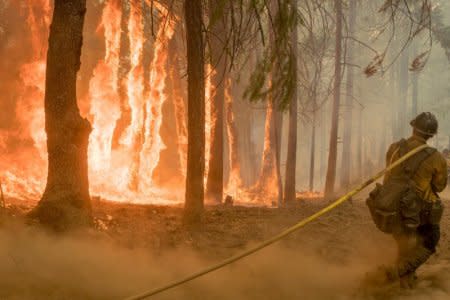 FILE PHOTO: Firefighter fight fire near torching trees as wildfire burns near Yosemite National Park in this US Forest Service photo released on social media from California, U.S., August 6, 2018.  Courtesy USFS/Yosemite National Park/Handout via REUTERS